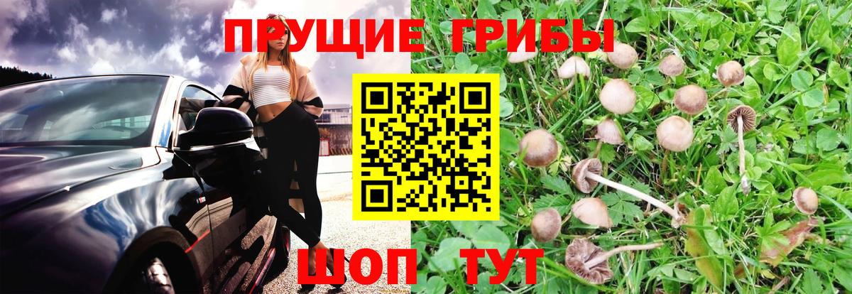 Острогожск  Галлюциногенные грибы ЛСД  Вход с VPN 